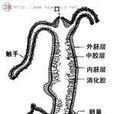水螅蟲綱 水螅蟲綱
