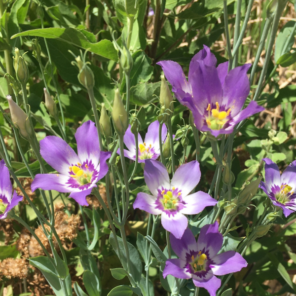 Eustoma exaltatum