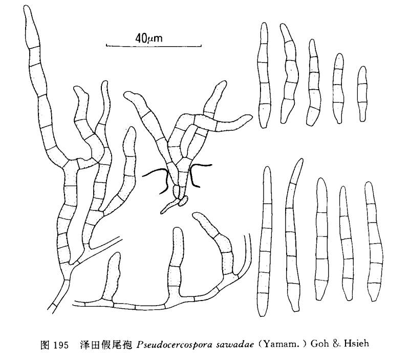 澤田假尾孢 澤田假尾孢