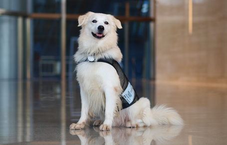 會德豐國際廣場特別引進的搜爆犬