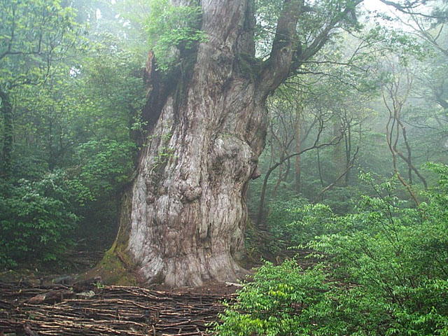 在屋久島的繩文杉是目前最大的一株日本柳杉