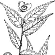 三裂山礬 三裂山礬