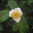 廣西茶 廣西茶