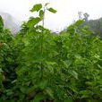 郭家村(雲南省楚雄大姚縣石羊鎮郭家村)
