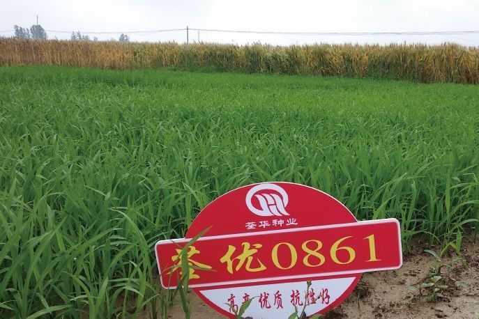 荃優0861(禾本科稻屬植物) 荃優0861(禾本科稻屬植物)