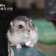 小鼠