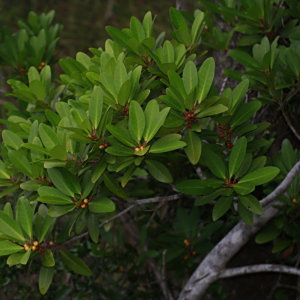 Ficus vieillardiana