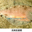 美洲擬庸鰈 美洲擬庸鰈