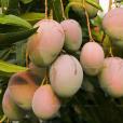 杧果(芒果(漆樹科杧果屬植物)) 杧果(芒果(漆樹科杧果屬植物))