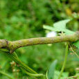 尺蠖(chihuo) 尺蠖(chihuo)
