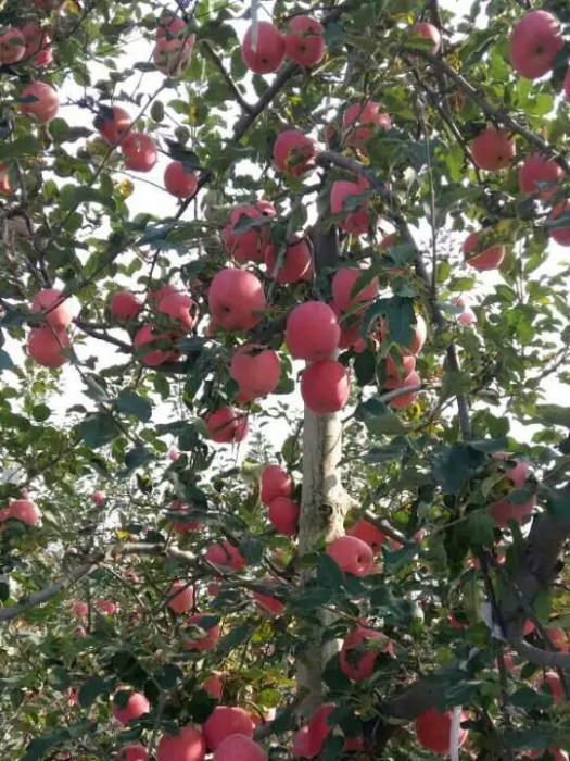 煙富6 煙富6