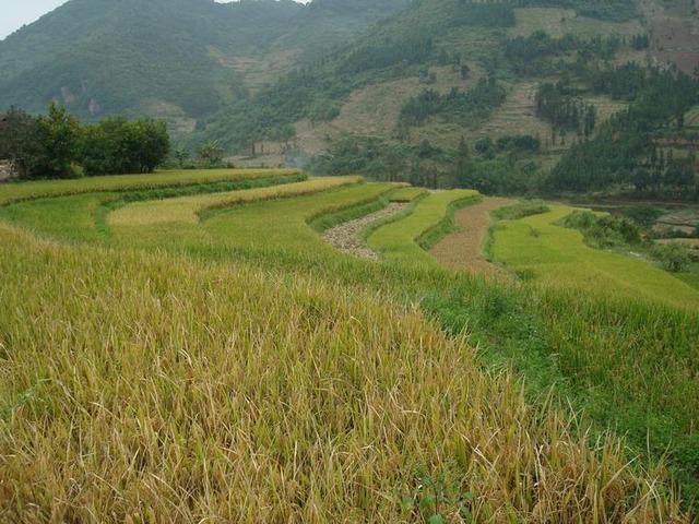 乾整直播水稻栽培方法