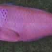 薔薇虹彩鯛(薔薇項鰭魚) 薔薇虹彩鯛(薔薇項鰭魚)