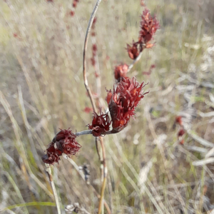 Apodasmia brownii