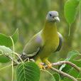 黃腳綠鳩 黃腳綠鳩