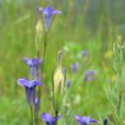 扁蕾屬 扁蕾屬