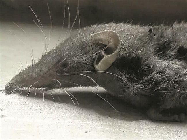 長嘴鼠 長嘴鼠