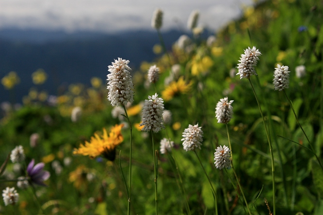 九頂山的蓼科野花——圓穗蓼