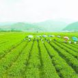華安茶 華安茶