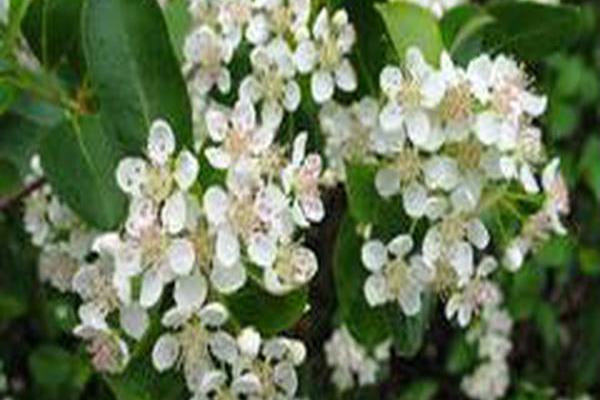 Aronia melanocarpa \x27Morton\x27 IROQUOIS BEAUTY