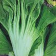 莖芥菜 莖芥菜