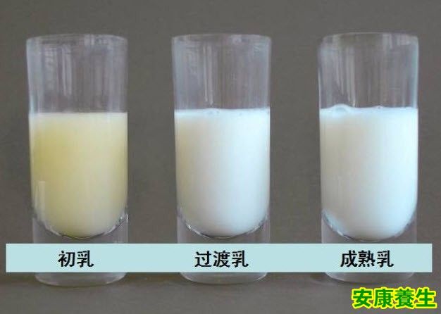 初乳細胞 初乳細胞