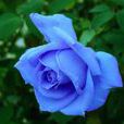 藍色妖姬(染色的月季和薔薇多種雜交花卉)