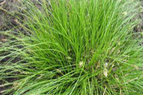 Carex albicans