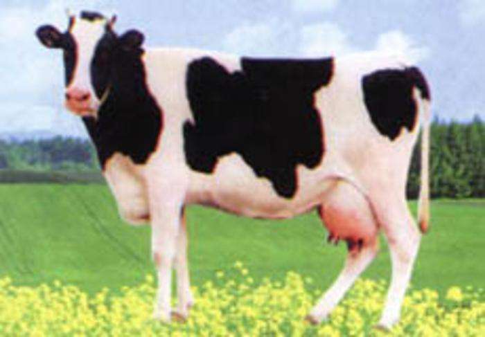 中國荷斯坦奶牛