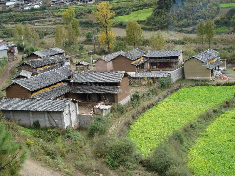 老虎箐村(雲南省楚雄楚雄市西舍路鄉朵苴村委會下轄村) 老虎箐村(雲南省楚雄楚雄市西舍路鄉朵苴村委會下轄村)