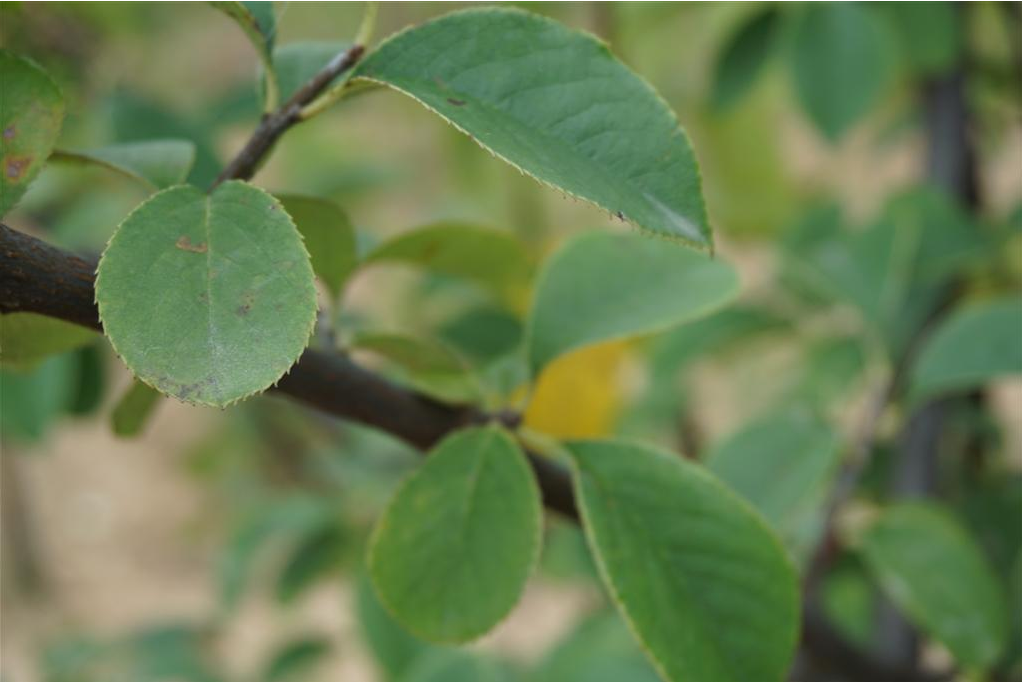 木瓜泌陽2 木瓜泌陽2