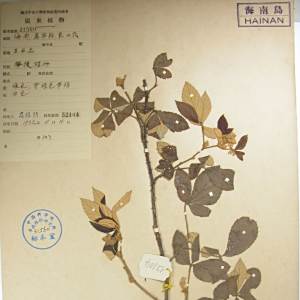 蛇藨筋 蛇藨筋