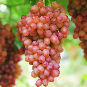 葡萄(Vitis vinifera)