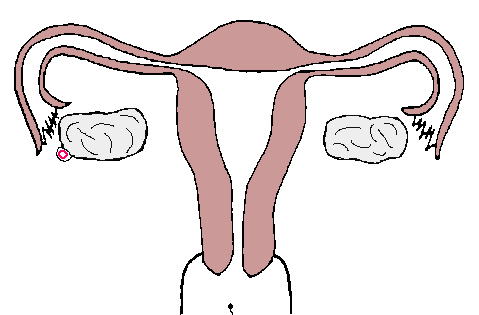 受孕過程