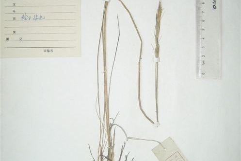 三蕊草(禾本科三蕊草屬植物) 三蕊草(禾本科三蕊草屬植物)