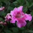 非洲凌霄(紫芸藤) 非洲凌霄(紫芸藤)
