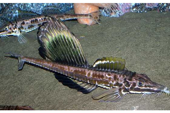 足溝魚屬 足溝魚屬