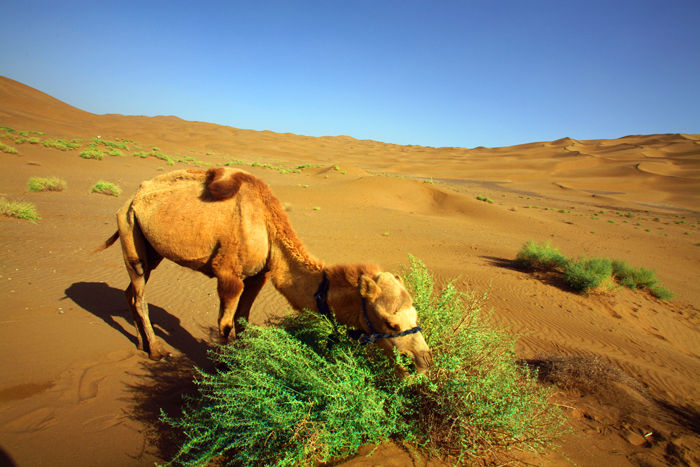駱駝在吃草