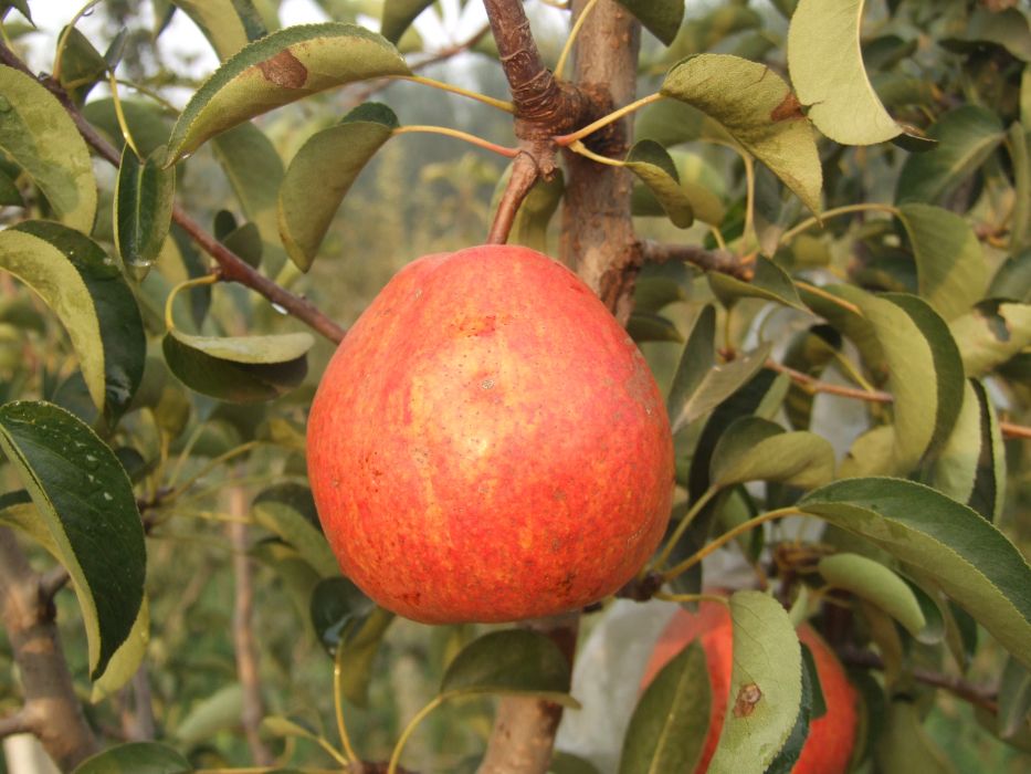 香紅梨 香紅梨