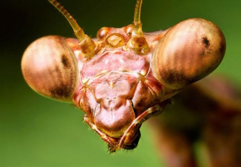 螳螂的眼睛