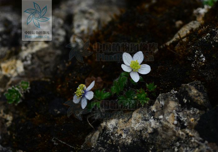 凍地銀蓮花 凍地銀蓮花
