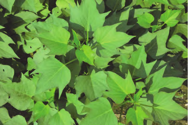 廣菜薯5號 廣菜薯5號