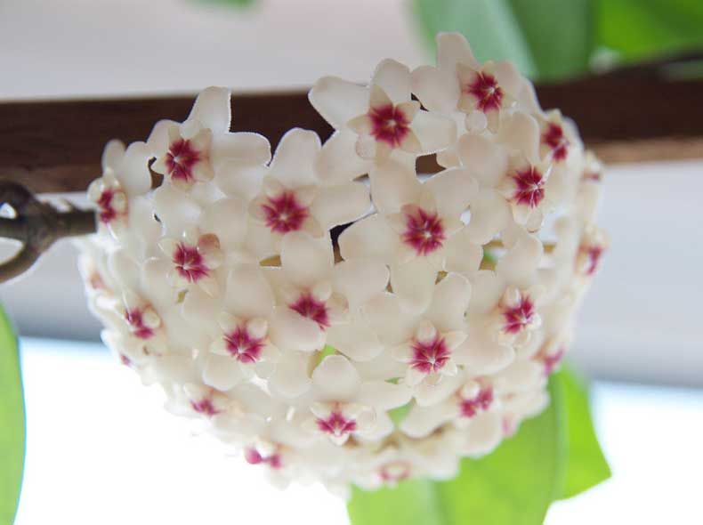 泉花 泉花