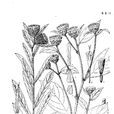 刺苞斑鳩菊