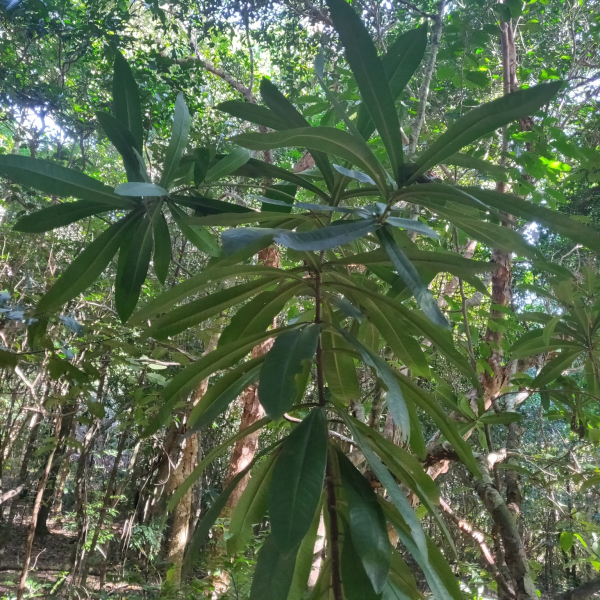 Tapeinosperma golonense