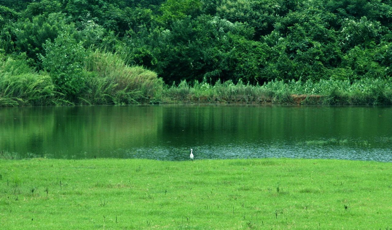 湖南南洞庭湖濕地和水禽自然保護區