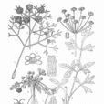 山西西風芹 山西西風芹