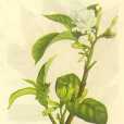 肖狗牙花