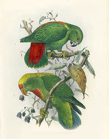 紅背短尾鸚鵡