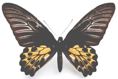 馬來西亞金裳鳳蝶(雌)